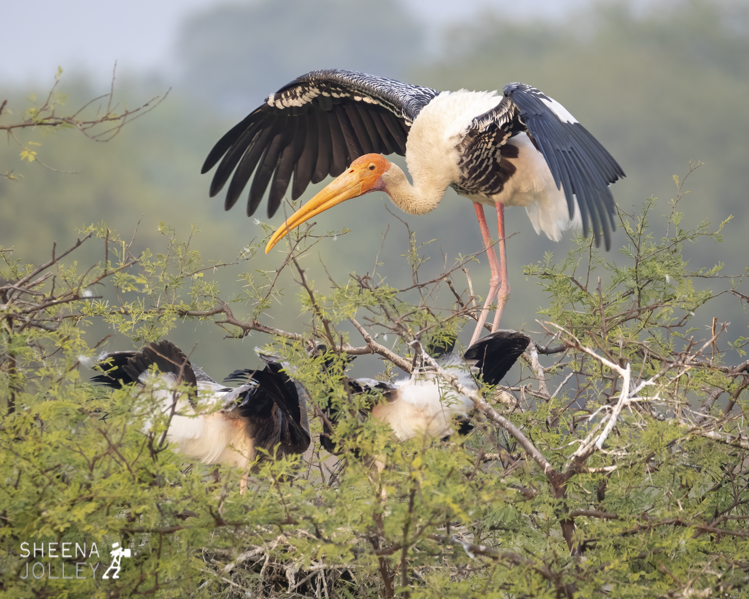 Stork tending her young.jpg - India